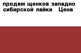 продам щенков западно-сибирской лайки › Цена ­ 3 000 - Омская обл., Омск г. Животные и растения » Собаки   